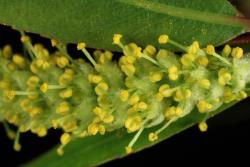 Salix nigra. Male flowers.
 Image: D. Glenny © Landcare Research 2020 CC BY 4.0